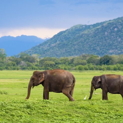 Aerial view of surfers near Hikkaduwa beach. Hikkaduwa, Sri Lanka.