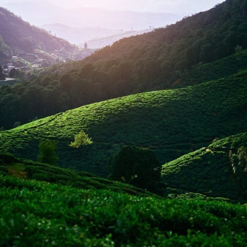 Landscape,Of,A,Tea,Plantations,In,Beautiful,Destination,In,Nuwara