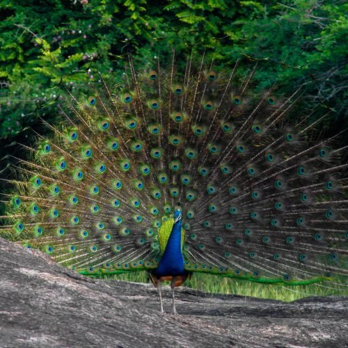 Dancing,Peacock,With,Fluffed,Tail,In,Yala,National,Park,,Sri