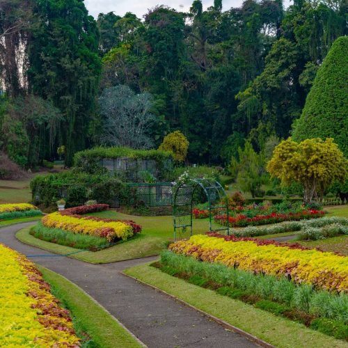 Royal,Botanical,Gardwen,In,Kandy,,Sri,Lanka.