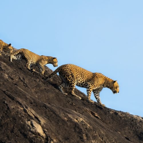 Leopard,Family,-,Yala,National,Park,Sri,Lanka