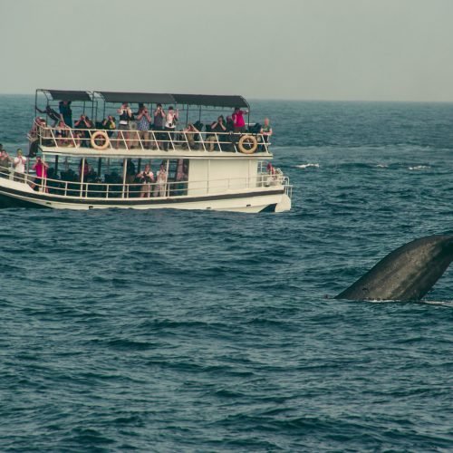 Wild,Blue,Whale,Tail,Diving,Deep,,Indian,Ocean.,Wildlife,Nature